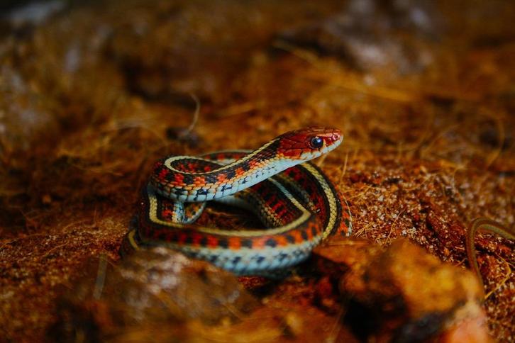 Thamnophis sirtalis infernalis