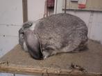 Franse hangoor chinchilla, Dieren en Toebehoren, Konijnen, Vrouwelijk, Groot, Hangoor, 0 tot 2 jaar