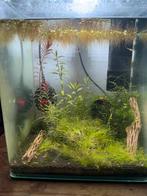 Dennerle 30L aquarium + garnalen, Dieren en Toebehoren, Vissen | Aquaria en Toebehoren, Ophalen, Zo goed als nieuw