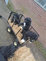 Bernedoodle pups, Overige rassen, Meerdere, Meerdere dieren, Nederland