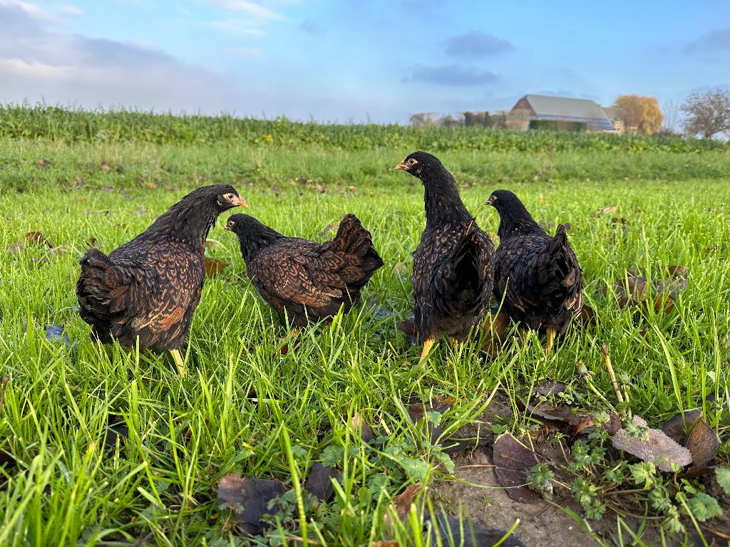 Jonge tamme barnevelder kriel kippen gesekst & ingeënt, Dieren en Toebehoren, Pluimvee, Vrouwelijk, Kip