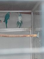 Jonge halsbandparkieten, Dieren en Toebehoren, Vogels | Overige Vogels, Meerdere dieren, Tropenvogel