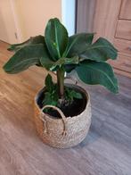 Banana plant with pot & basket (bananenplant), Ophalen, Overige soorten, Halfschaduw