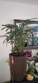 Rhapis Excelsa, Ophalen of Verzenden, Overige soorten, Minder dan 100 cm