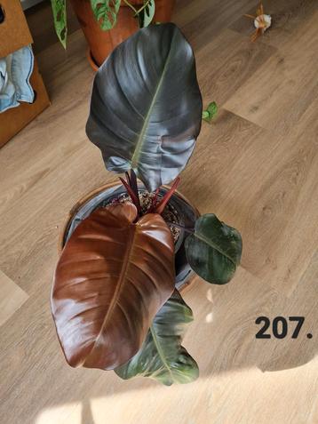 Philodendron erubescens  beschikbaar voor biedingen