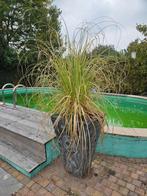 Sierpot met pampusgras (roze pluimen), Tuin en Terras, Ophalen, Overige soorten, Volle zon
