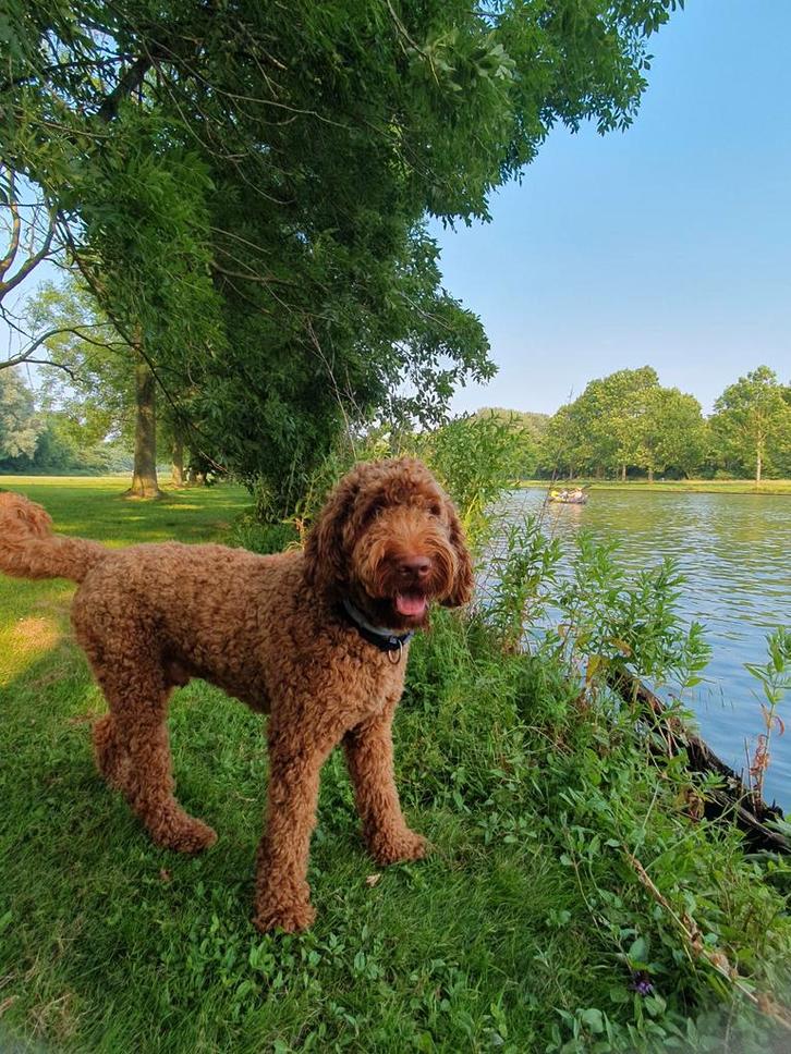 Ervaren dekreu labradoodle, Dieren en Toebehoren, Honden | Dekreuen, Reu, Particulier, Eén hond, Nederland, 1 tot 2 jaar