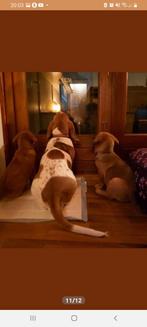 SUPER SCHATTIGE BASSET HOUND X CHOWCHOW PUBER PUPS PUPPIES, Dieren en Toebehoren, Honden | Niet-rashonden, CDV (hondenziekte)
