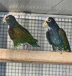 Kwk pionus, Meerdere dieren, Papegaai, Geringd