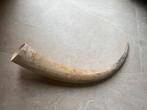 Stieren hoorn., Ophalen of Verzenden, Zo goed als nieuw