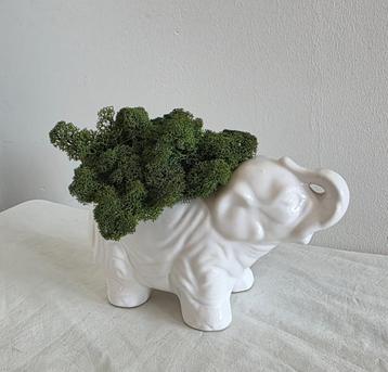 Porselein, IJslands mos beschikbaar voor biedingen