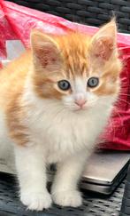 Maine Coon katertjes kittens mogen bijna verhuizen, Dieren en Toebehoren, Katten en Kittens | Overige Katten, Meerdere dieren