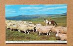 Dartmoor, Sheep Round-Up. Schaapskudde met herder te paard, Ophalen of Verzenden, 1960 tot 1980, Ongelopen, Engeland