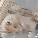 Goudhamsters, Dieren en Toebehoren, Knaagdieren