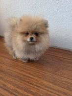 Pomeriaan Teefje Bearface Pups, Keeshond, 8 tot 15 weken, Teef, Parvo