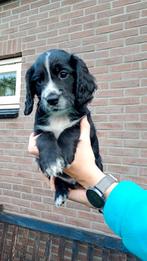 Working cocker spaniel pups, 8 tot 15 weken, Meerdere, Meerdere dieren, Spaniël