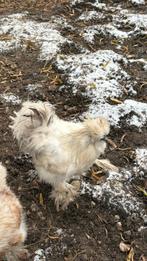 Usa zijdehoen haan, gratis, Dieren en Toebehoren, Mannelijk, Kip