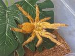 Pterinochilus murinus RCF