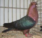 te koop vinkduiven, Dieren en Toebehoren, Vogels | Duiven, Meerdere dieren, Overige soorten