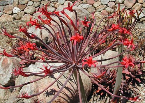 Caudex plant Brunsvigia Josephinae uit Zuid Afrika., Huis en Inrichting, Kamerplanten, Overige soorten, Minder dan 100 cm, Bloeiende kamerplant