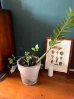 Plant incl pot, Ophalen, Halfschaduw, Minder dan 100 cm