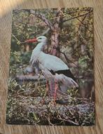 Ooievaar, Verzenden, Ongelopen, Vogel