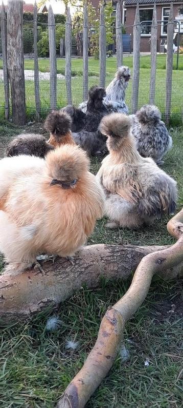 Knuffelkipjes USA zijdehoen zijdehoentjes 1 dagskuiken beschikbaar voor biedingen