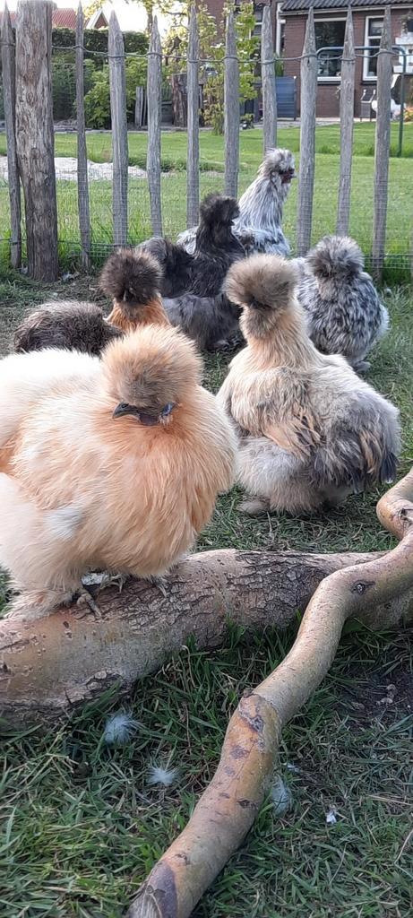 Knuffelkipjes USA zijdehoen zijdehoentjes 1 dagskuiken, Dieren en Toebehoren, Pluimvee, Kip, Geslacht onbekend