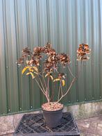 Mooie pluim hortensia, Volle zon, Vaste plant, Zomer, Ophalen