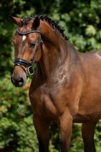 6 jr fijne ruin van high five us x uphill, Dieren en Toebehoren, Paarden, Ruin, Dressuurpaard, 3 tot 6 jaar, L
