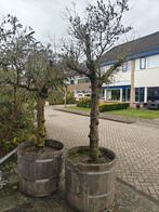 olijfbomen, 100 tot 250 cm, Olijfboom, Ophalen, Volle zon