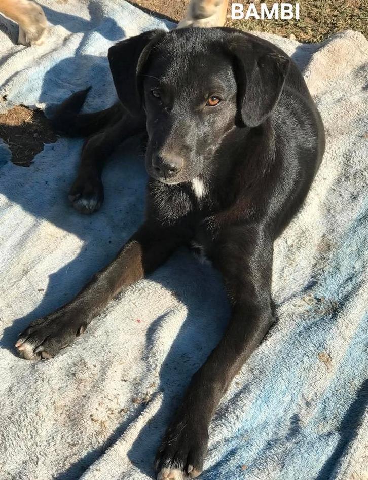 Bambi zoekt baasje, Dieren en Toebehoren, Honden | Niet-rashonden, Middel, Reu, Particulier, Eén hond, Buitenland, 3 tot 5 jaar