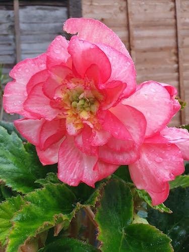 Knolbegonia  Roze bollen ( 3 stuks ), Ophalen of Verzenden, Voorjaar, Halfschaduw, Bloembol
