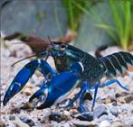 Volwassen Cherax Blue Moon kreeft, Dieren en Toebehoren, Vissen | Aquariumvissen, Vis