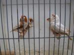 koppels isabel zebravinken, Dieren en Toebehoren, Vogels | Overige Vogels, Meerdere dieren
