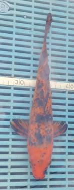 Koi 29cm, Karper of Koi