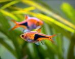 Harlequin rasboras 8 stuks, Dieren en Toebehoren, Vis