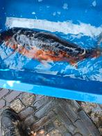 Koi karper, Dieren en Toebehoren, Vissen | Vijvervissen, Karper of Koi