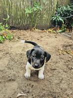 Jack Russel pups te koop, mogen 10 juli het nest verlaten, Jack Russell Terriër, CDV (hondenziekte), 8 tot 15 weken, Meerdere