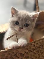 Brits korthaar kittens, Meerdere dieren, Gechipt, 0 tot 2 jaar