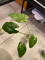 Alocasia varigata, Overige soorten, In pot, Minder dan 100 cm, Groene kamerplant