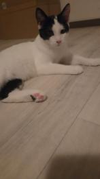 3 lieve kittens zoeken Forever Home, Dieren en Toebehoren, Katten en Kittens | Overige Katten, Meerdere dieren