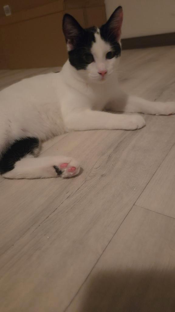 2 lieve kittens zoeken Forever Home, Dieren en Toebehoren, Katten en Kittens | Overige Katten, Meerdere dieren