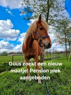 Pensionplek aangeboden. Guus zoekt een maatje, Dieren en Toebehoren, Stalling en Weidegang, Weidegang