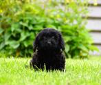 Lieve levendige Schapendoes x Poedel pups, Overige rassen, 8 tot 15 weken, CDV (hondenziekte), Meerdere