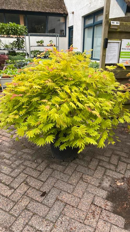 Japanse esdoorn ‘moonrise’ met dikke stam, Tuin en Terras, Planten | Tuinplanten, Ophalen