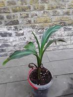 Musa nono variegata, Huis en Inrichting, Ophalen, In pot, Halfschaduw, Minder dan 100 cm