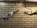 Bonte tortelduiven 2025, Dieren en Toebehoren, Vogels | Duiven, Meerdere dieren, Tortelduif