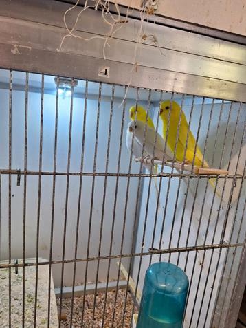 Koppel albino en een koppel lutino beschikbaar voor biedingen