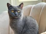 Grijze British Shorthair- BKH, Dieren en Toebehoren, Poes, 0 tot 2 jaar